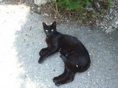 chat noir pas farouche