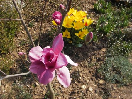 magnolia et tulipes 23 mars