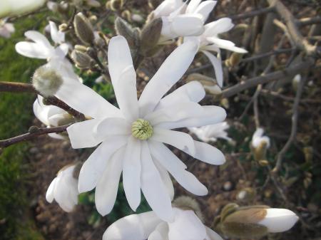 fleur de Magnolia 17 mars