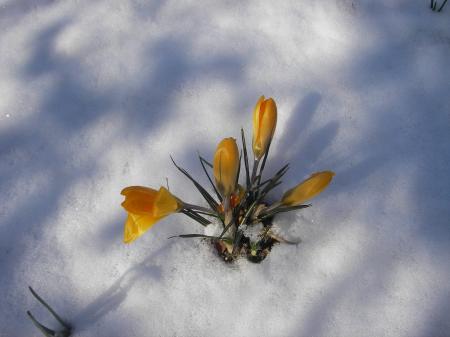neige et fleur
