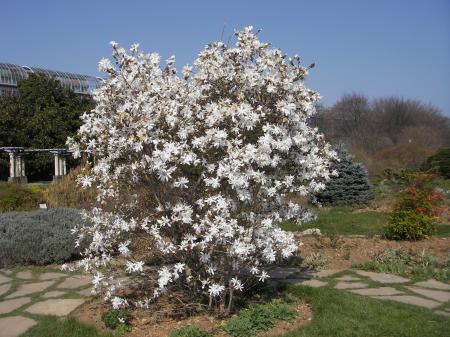 magnolia ou neige? 23 mars