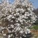 magnolia ou neige? 23 mars