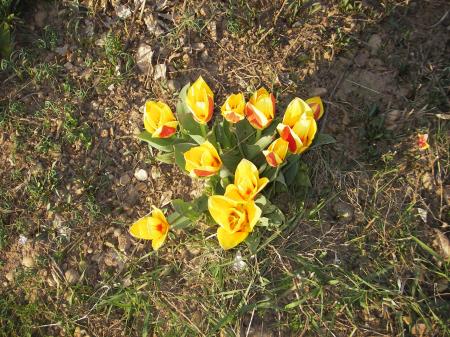 tulipes 17 mars