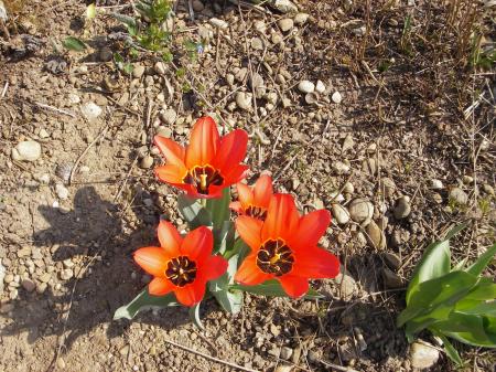 tulipes 23 mars